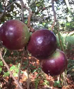 Caimito Morado - Chrysophyllum cainito
