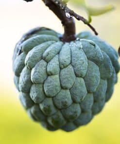 Anón - Annona squamosa