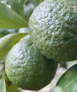 Naranja Agria - Citrus × aurantium