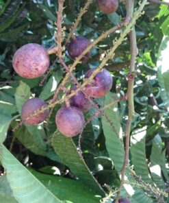 Longan de Fiji - Pometia pinnata