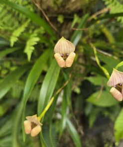 Orquídea Maxillaria egertoniana - Trigonidium egertonianum
