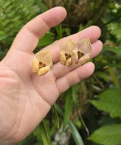 Alternative view of Orquídea Maxillaria egertoniana - Trigonidium egertonianum