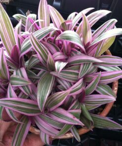 Cinta Morada - Rhoeo Discolor Tricolor (tradescantia Spathacea)