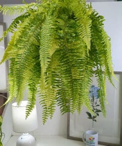 Helecho Boston Variegado - Nephrolepis exaltata - Tiger