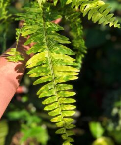 Alternative view of Helecho Boston Variegado - Nephrolepis exaltata - Tiger