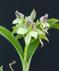 Orquídea Prosthechea chacaoensis