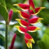 Chichica - Heliconia rostrata