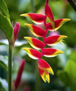 Chichica - Heliconia rostrata