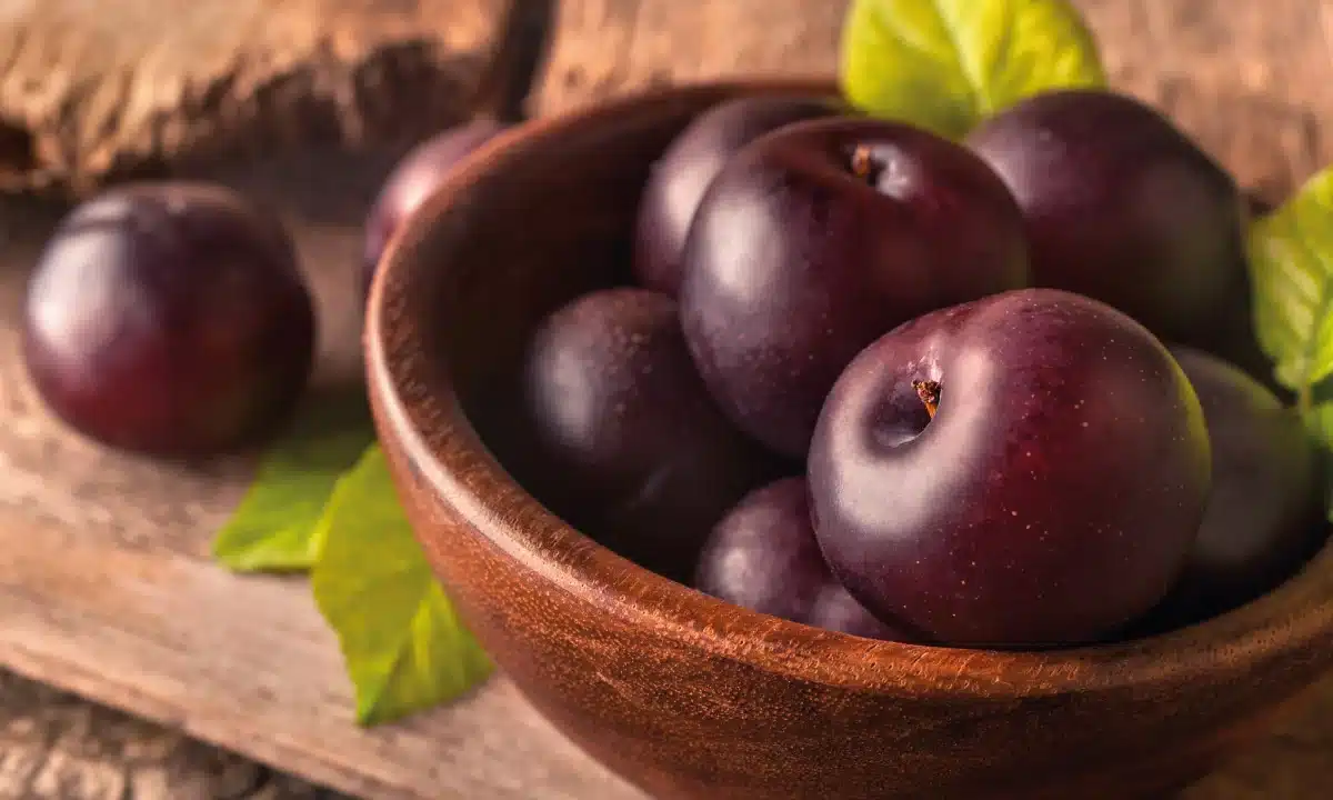 Ciruela Morada - Prunus domestica