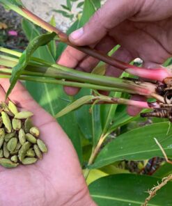 Cardamomo - Elettaria cardamomum