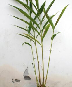 Alternative view of Cardamomo - Elettaria cardamomum