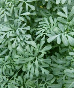 Ruda - Ruta graveolens