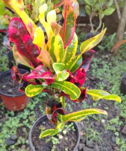 Crotos Rojos - Codiaeum variegatum 'Petra'