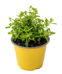 Menta Poleo - Mentha pulegium