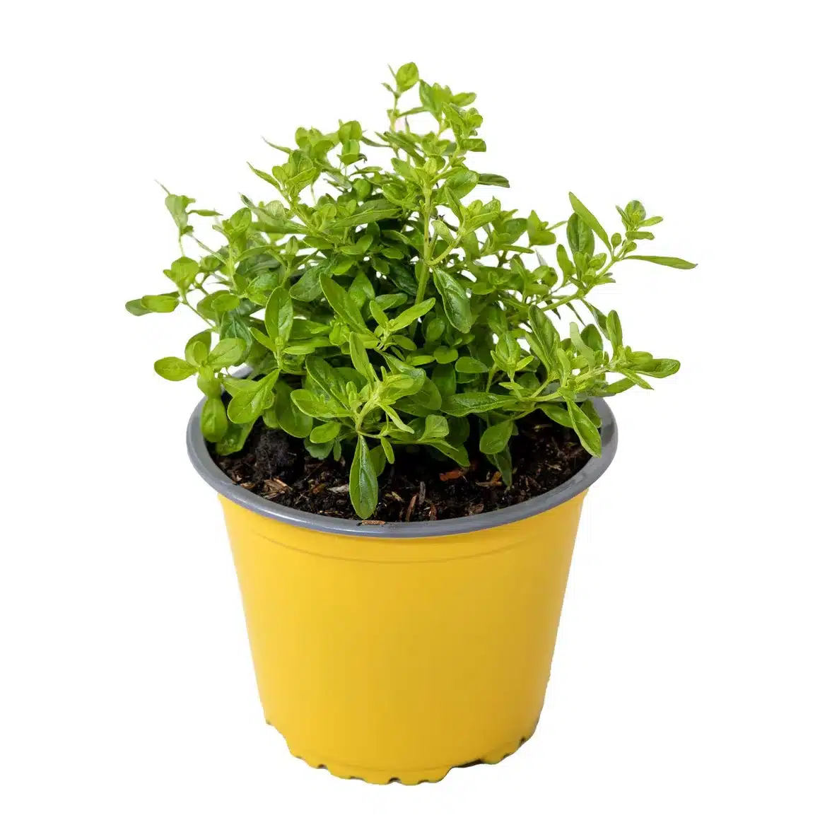 Menta Poleo - Mentha pulegium