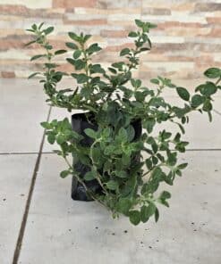 Orégano -Origanum vulgare