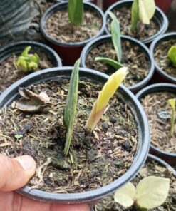 Alternative view of Zamioculca Zamiifolia Variegata