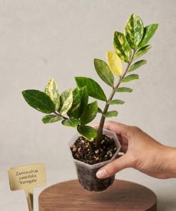 Zamioculca Zamiifolia Variegata